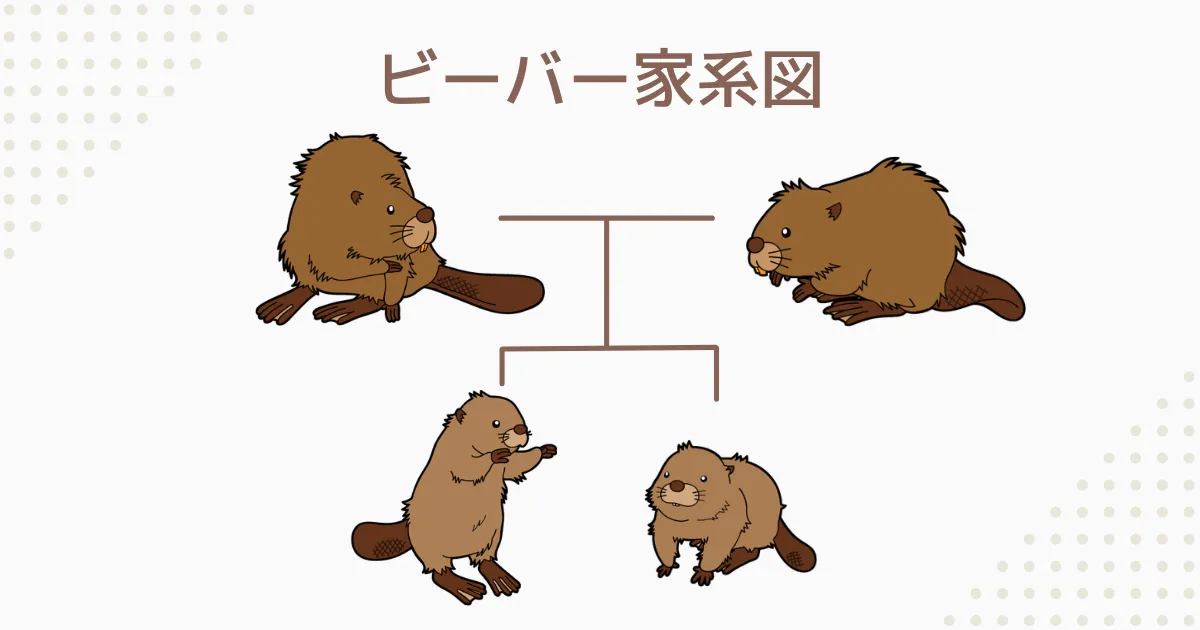 ビーバー家系図